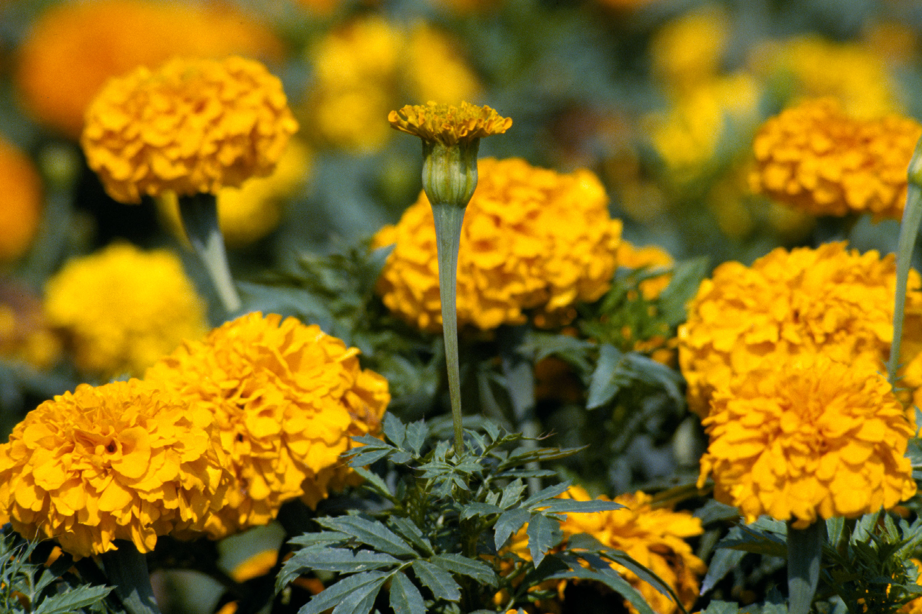 marigoldsjpg