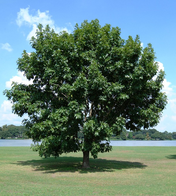 treejpg