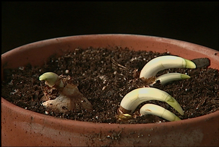 Display a different holiday plant this season