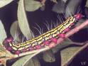 Red Headed Azalea Caterpillars