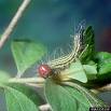 Red Headed Azalea Caterpillars