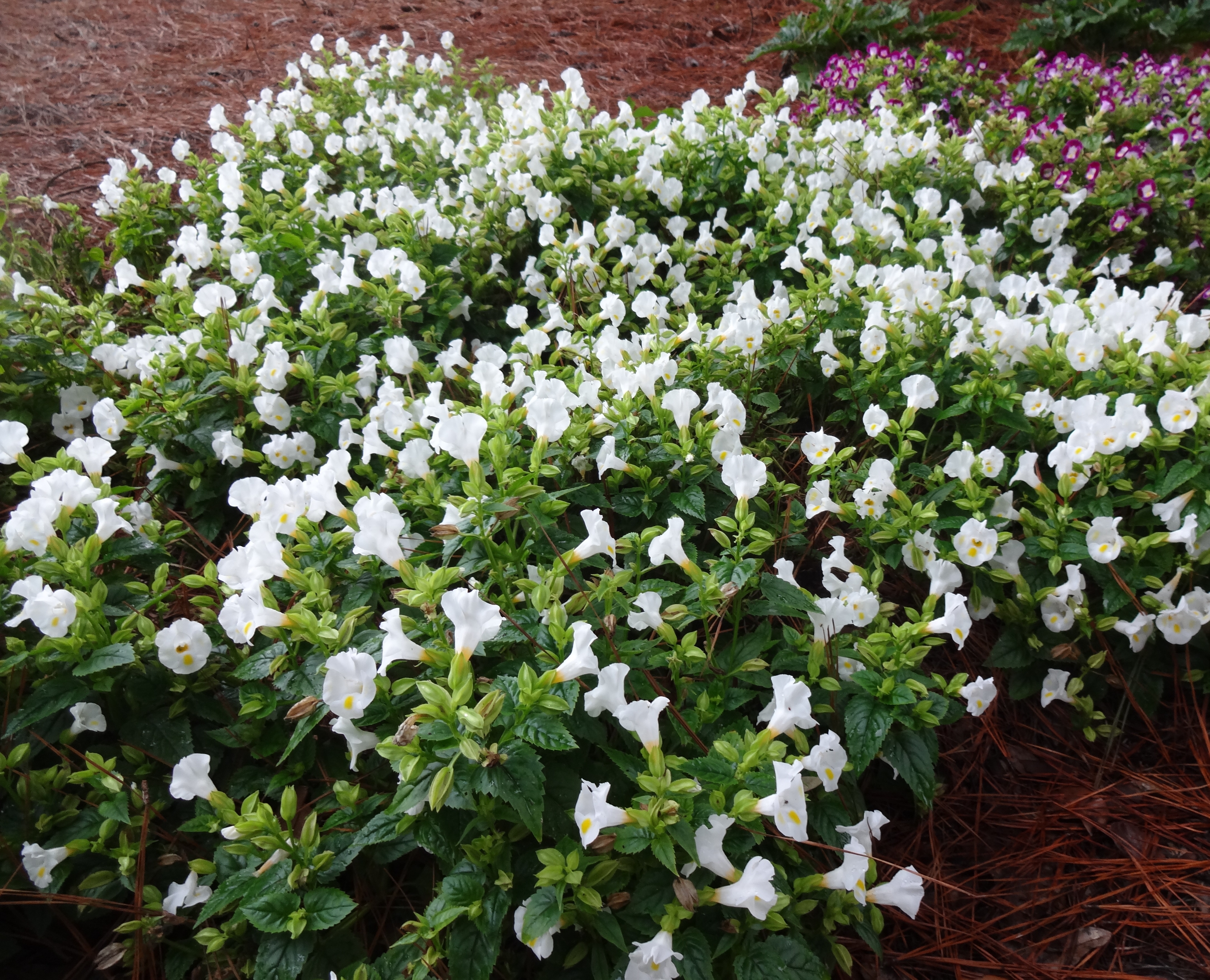 Kauai Torenia – Ornamental Plant of the Week for April 20, 2015