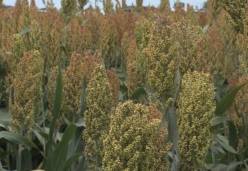 Grain sorghum helps control grassy weeds