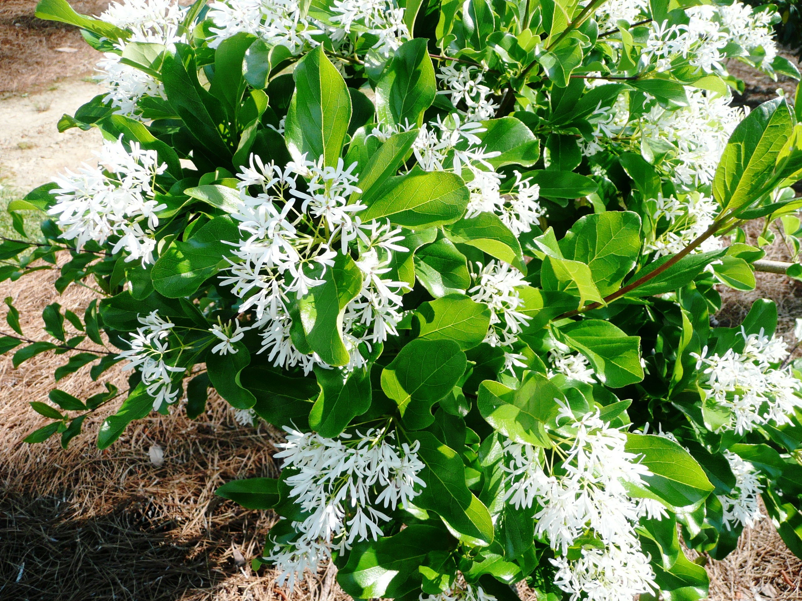 Spring-flowering trees are a’blooming