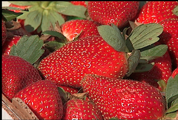 Freezing temperatures delay strawberry harvest
