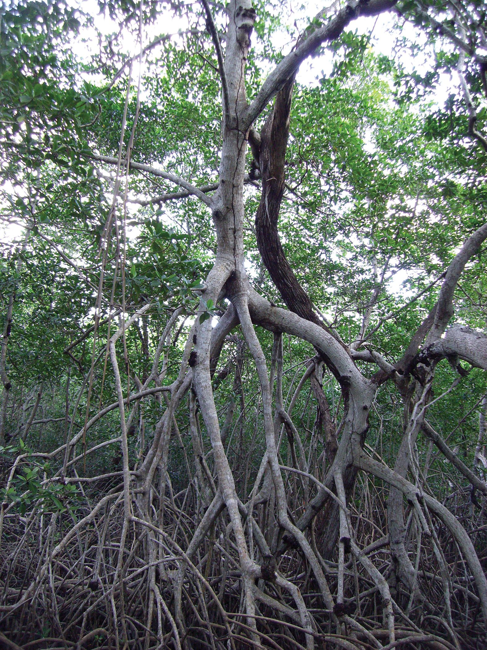 Photo of a Mangroves