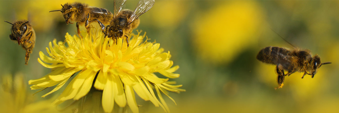 LSU AgCenter & SW LA Beekeepers Association: 	“Honey & Biscuits,” Honey Extraction