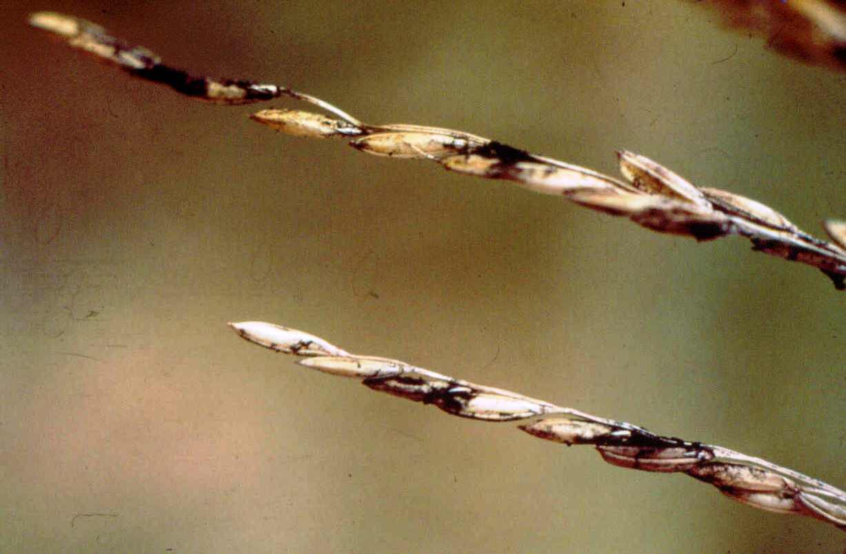 Infected Rice Grains