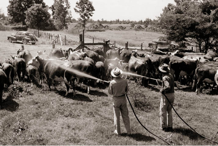Cattle Raising Required Research