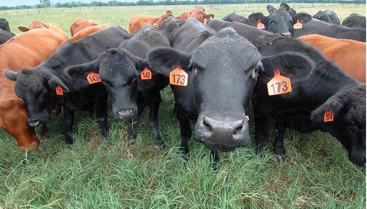 Photo of cattle at the AgCenter research station