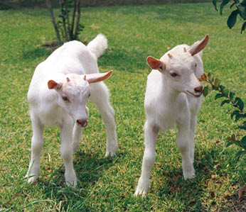 The world’s first cloned transgenic goats