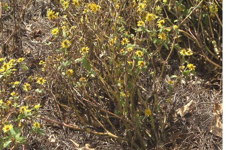 Hurricane recovery: flower beds
