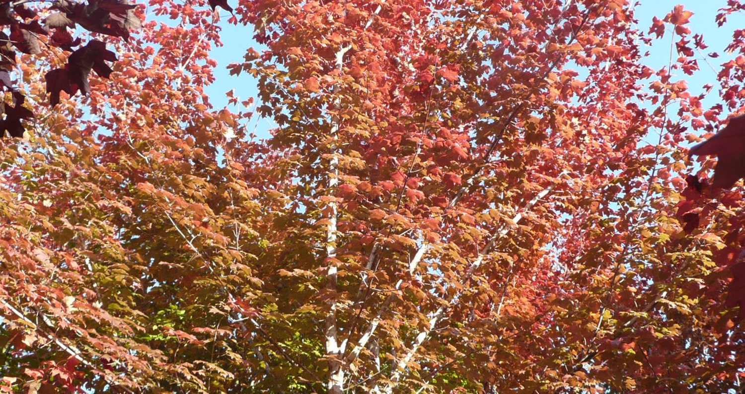 sugar-maple-hztjpg