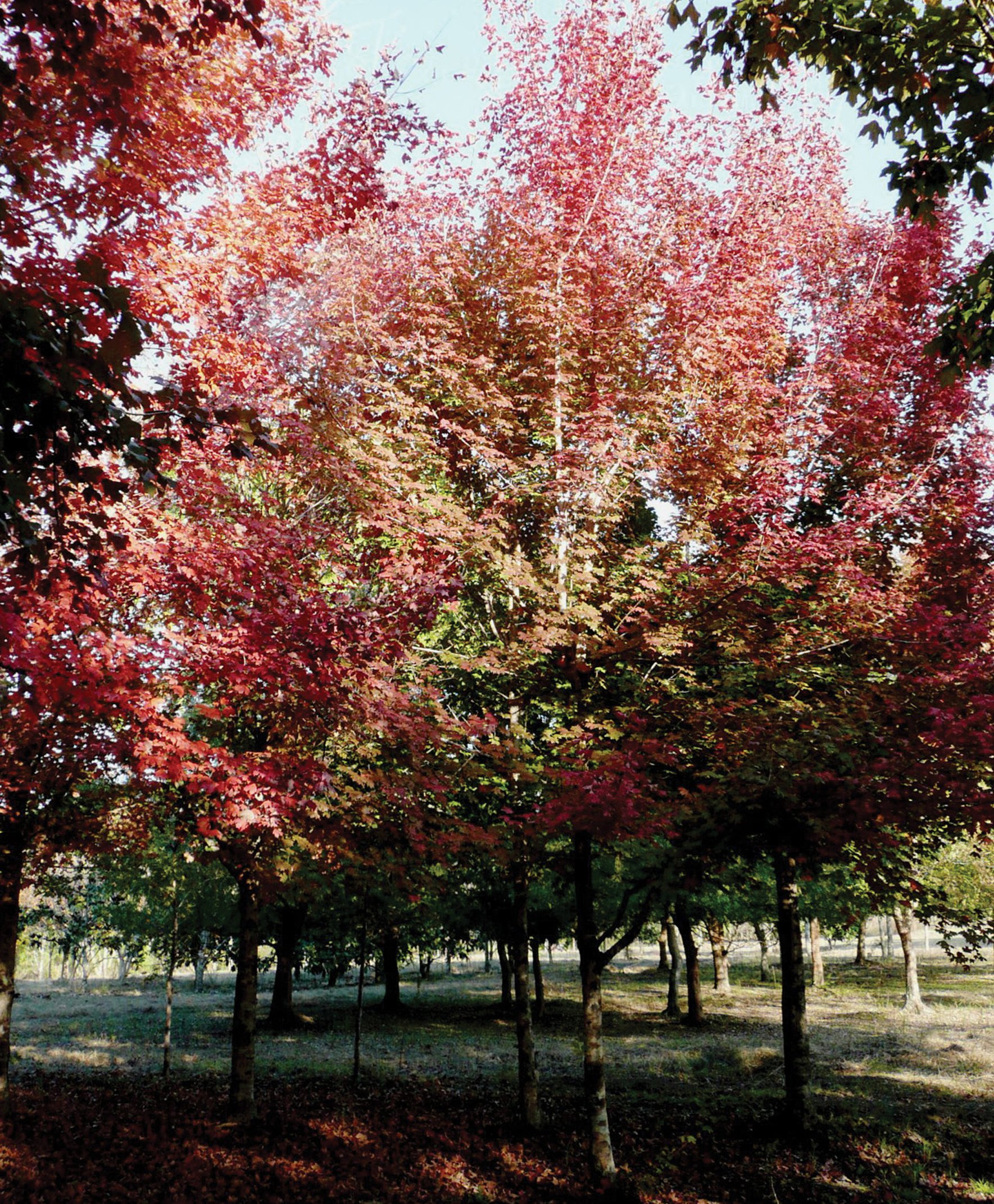 sugar-maple-vertjpg