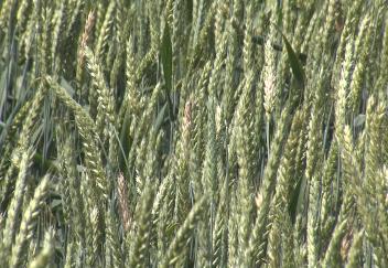 Louisiana wheat production down this year 