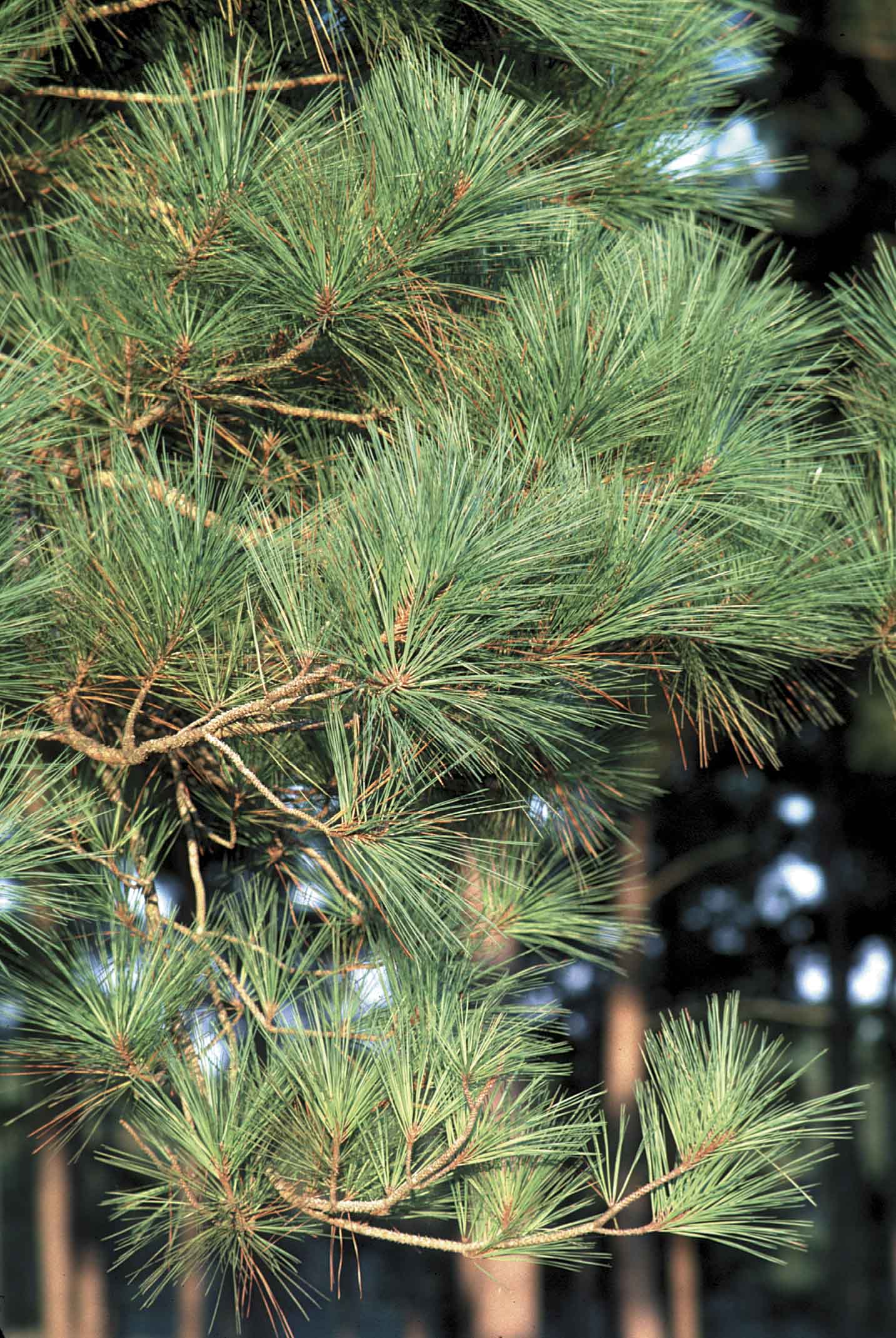 Timber management improves investment potential of non-industrial forest land