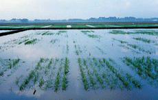 Plant Growth Regulator Offers Advantages for Herbicide-tolerant Rice