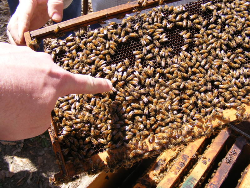 Beekeeping becomes a growing hobby in Louisiana 