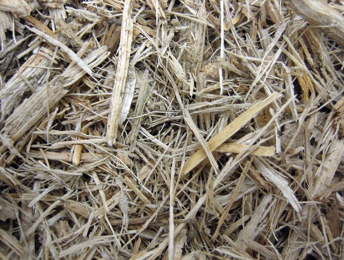 Regenerated cellulosic fiber from bagasse