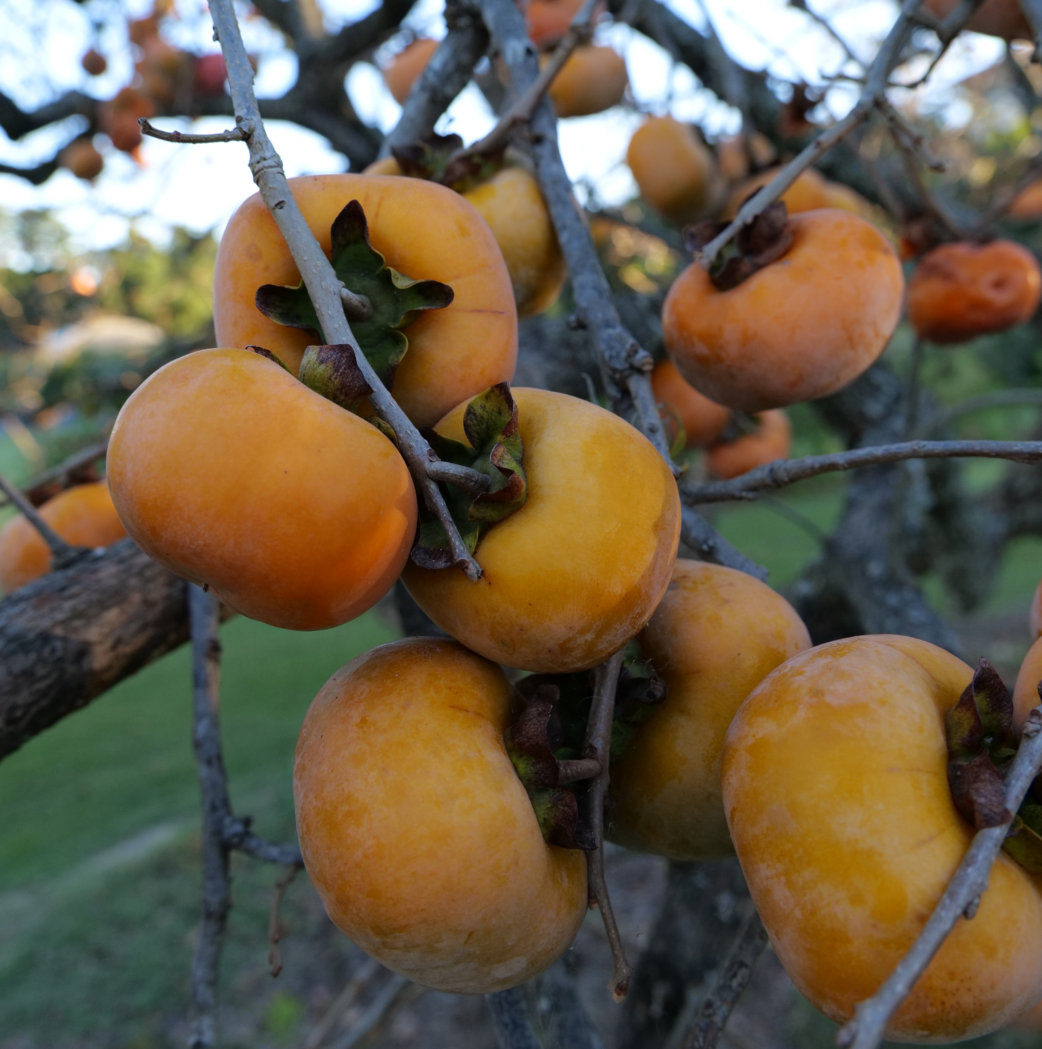 The persimmon: A bitter, then sweet autumn treat 