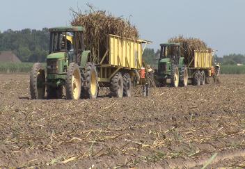 Sugarcane planting nearly complete