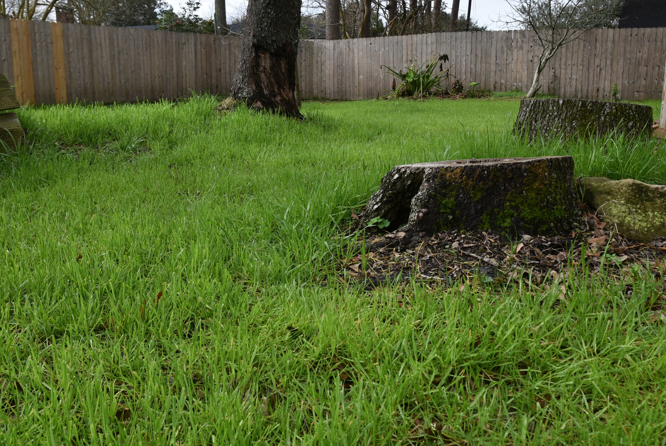 AgCenter turfgrass specialist offers advice to repair storm-damaged lawns 