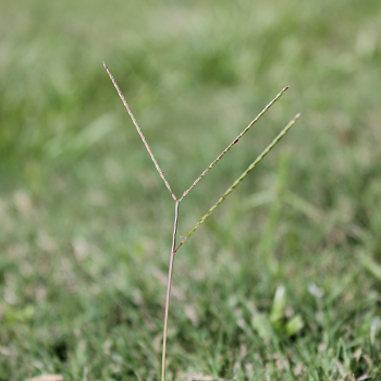 Carpetgrasspng