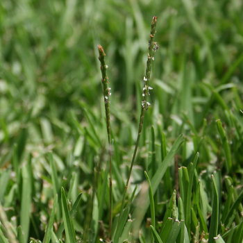 Centipedegrasspng