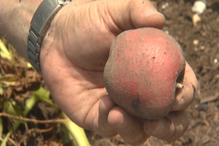 How to harvest your potatoes