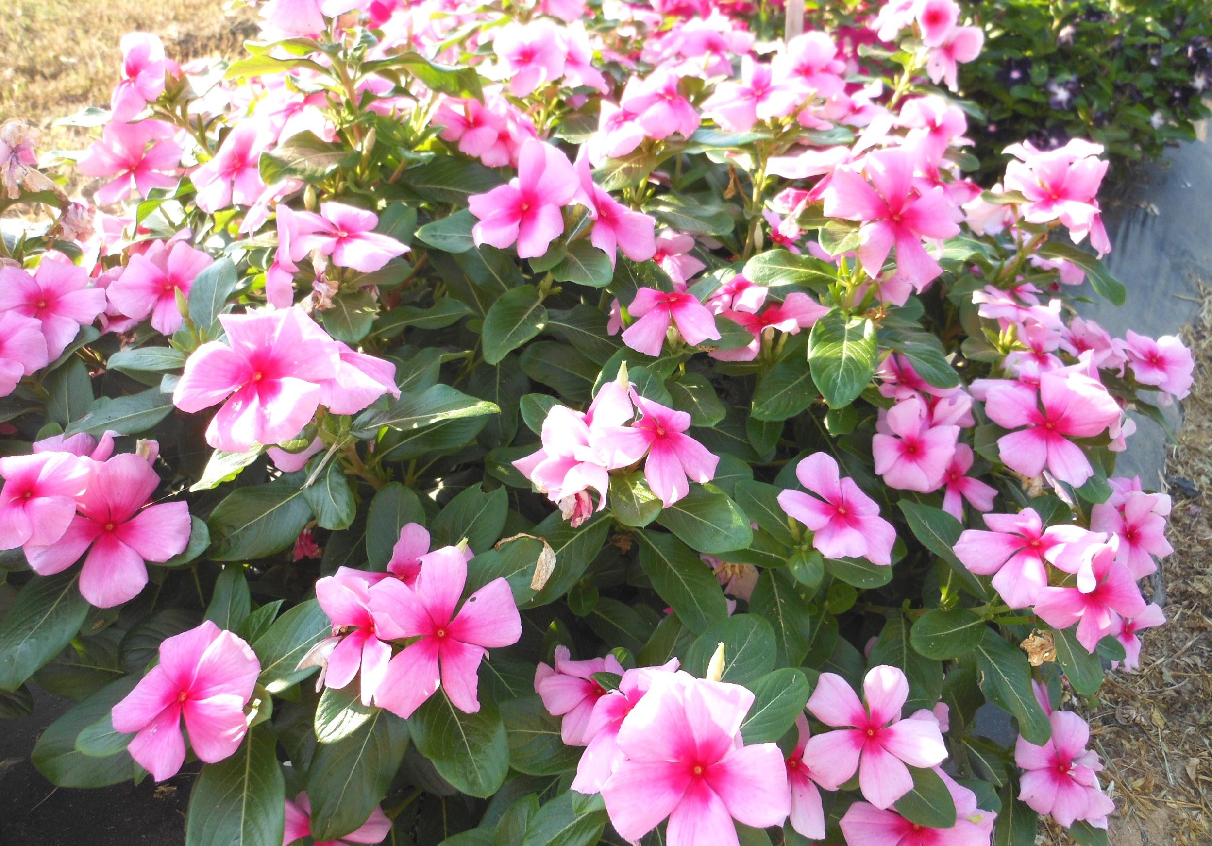 Cora and Nirvana Vinca – Ornamental Plants of the Week for June 15, 2015
