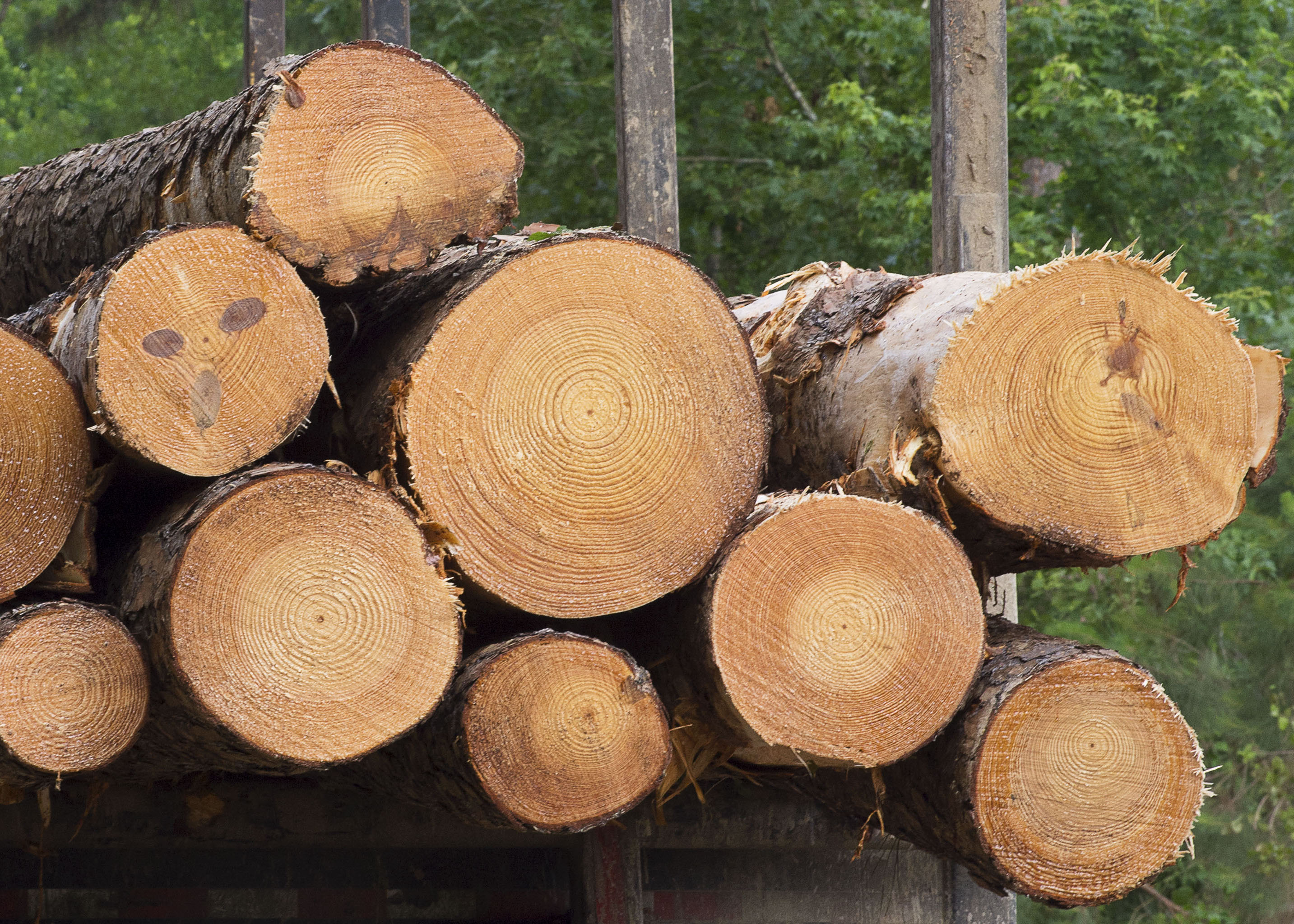 Globalization and Forestry: Environmental Awareness Changes an Industry