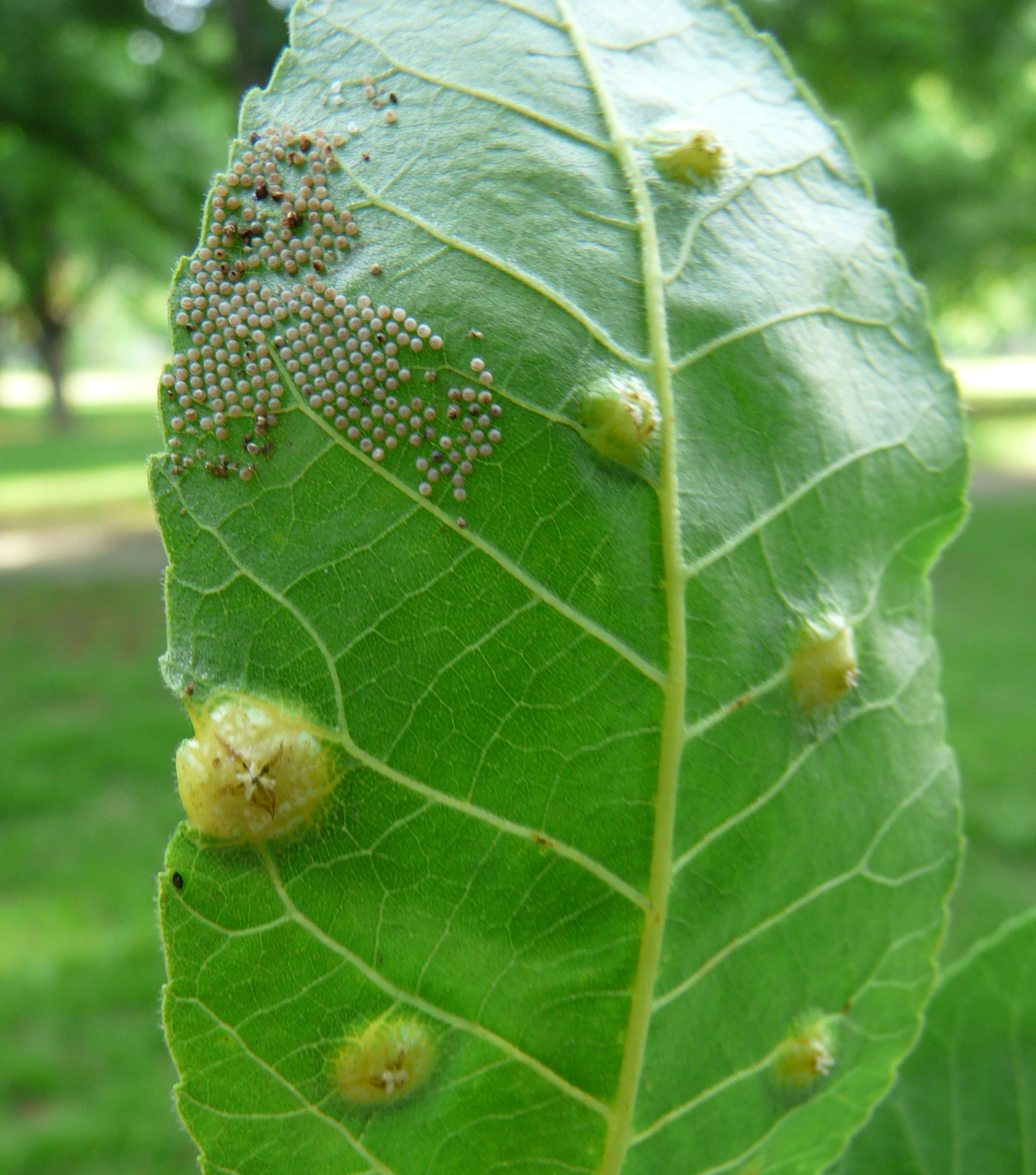 pecans-phylloxerajpg