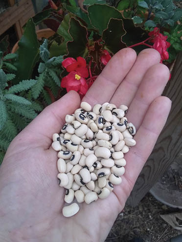 Photo of an open palm with black-eyed pea seeds inside.
