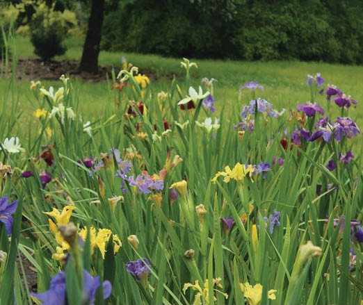 A photo of a field with a variety of Louisiana Iris or many colors.