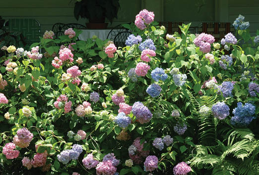Hydrangea blooms and foliage with fern fronds growing up through them.