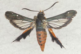 A dark gray moth with 'hairy' red hind legs, opaque front wings, and clear hind wings with dark veins.