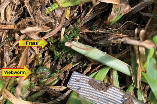Photo of a sod webworm on St. Augustine showing chewing damage.
