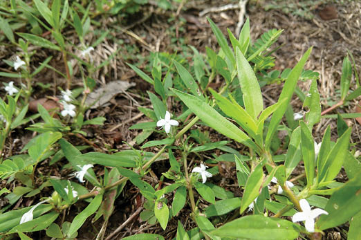 Photo of Virginia Buttonweed a dark green trailing plant with white flowers. 