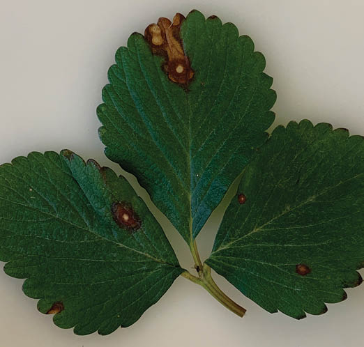 Leaf sponts on strawberry leaves.