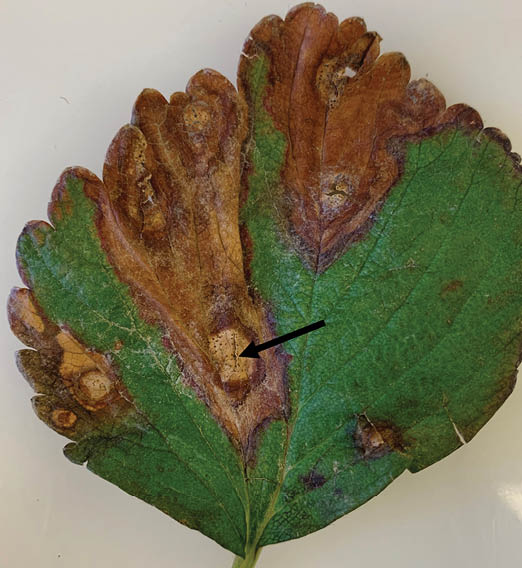 Heavy leaf damage on strawberry leaves. Large brown spots. 