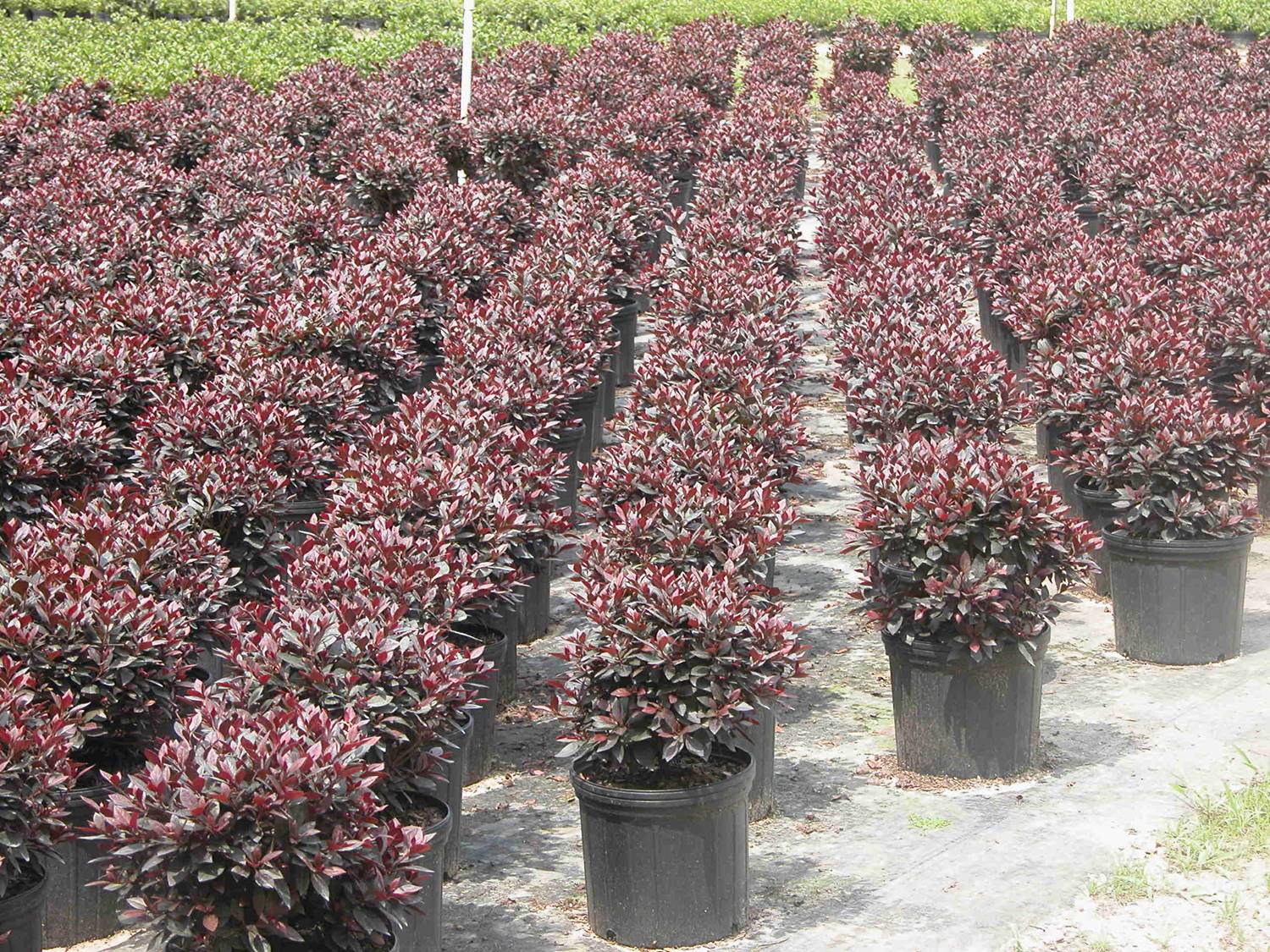 Photo of rows of nursery grown azaleas