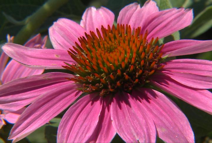 Daisies of Summer