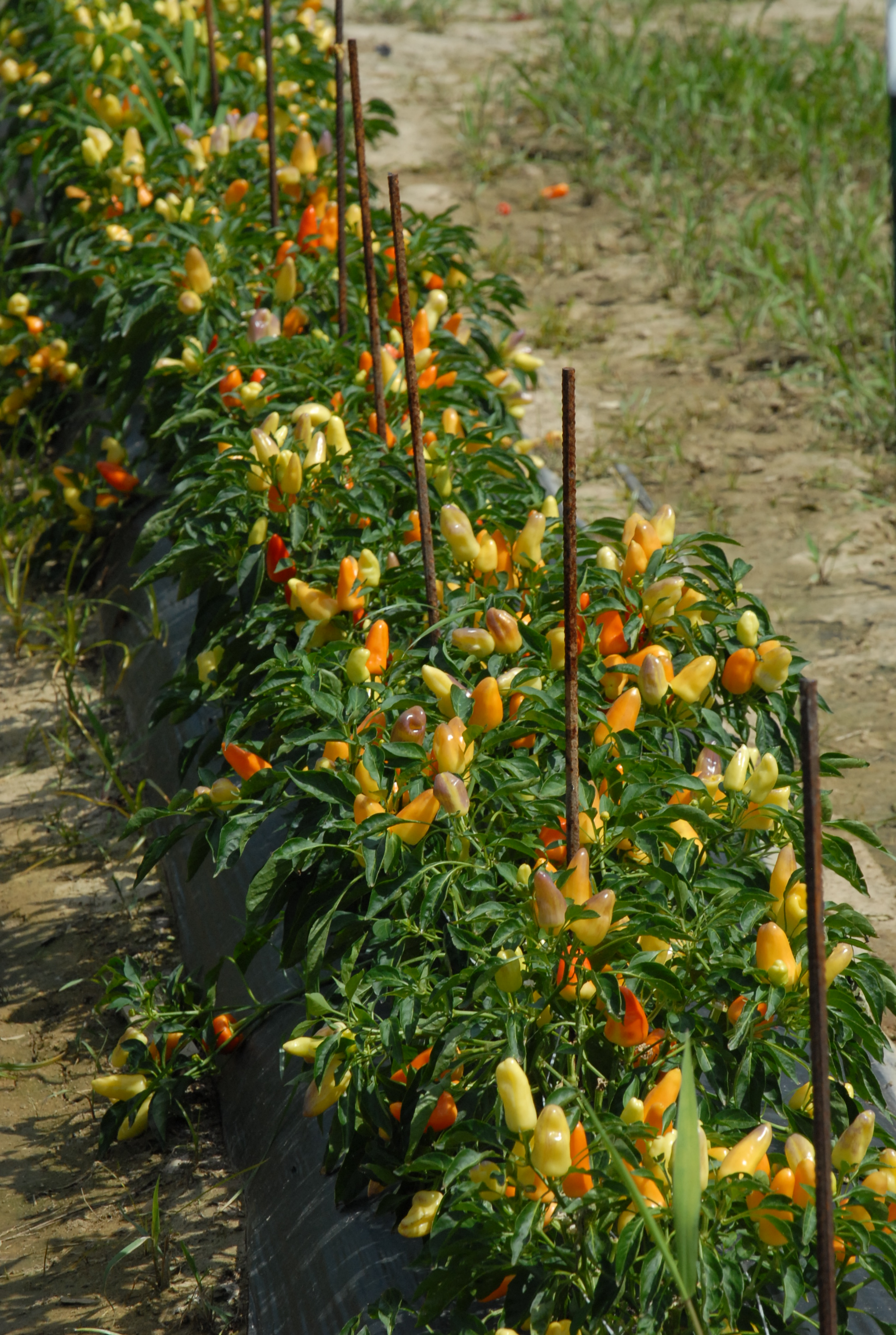 Some vegetables thrive in summer heat