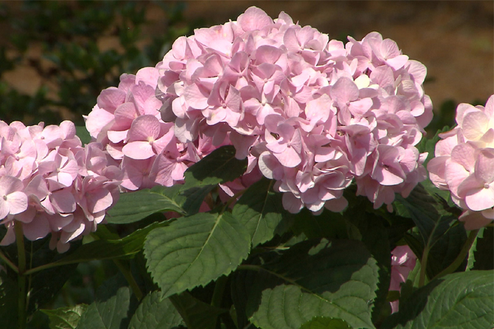 Super Plant Penny Mac hydrangea reblooms throughout summer