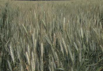 Wheat crop survives winter freezes