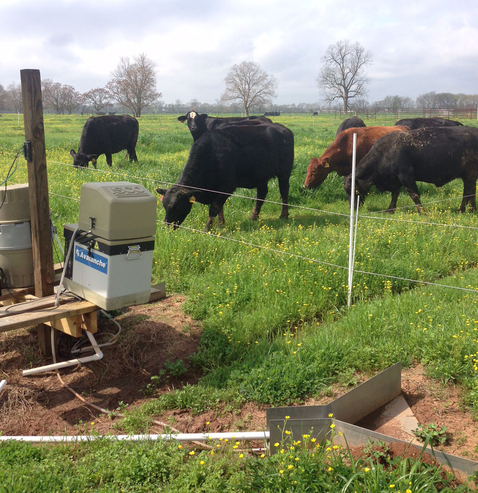 Minimizing Potential Nutrient Runoff in Beef Cattle Production Systems Through Best Management Practices 