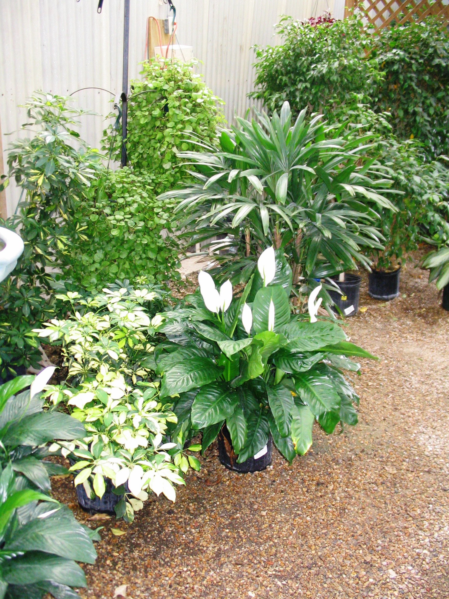 Tropical plants need winter shelter