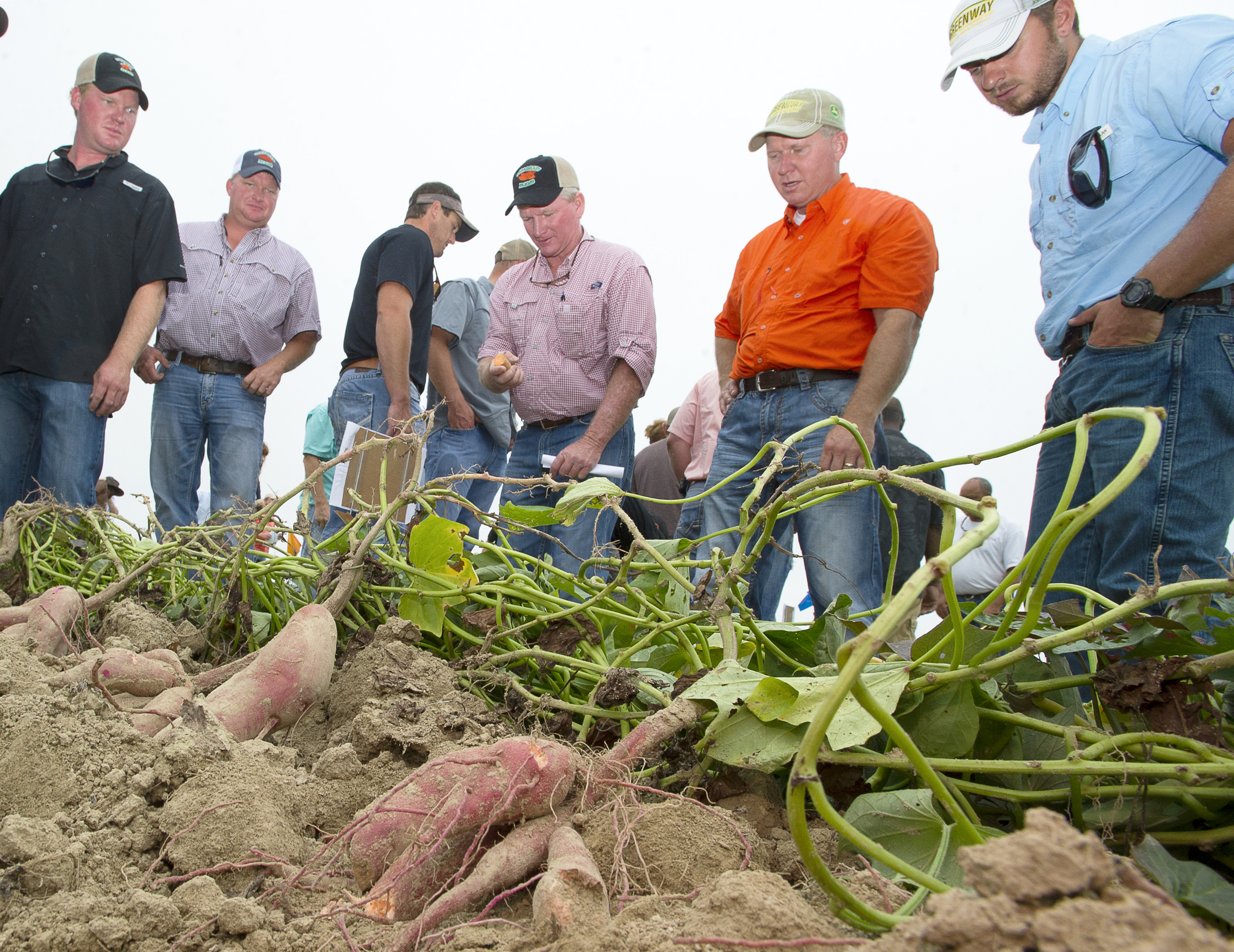 Sweet potato growers learn about varieties, management strategies at field day