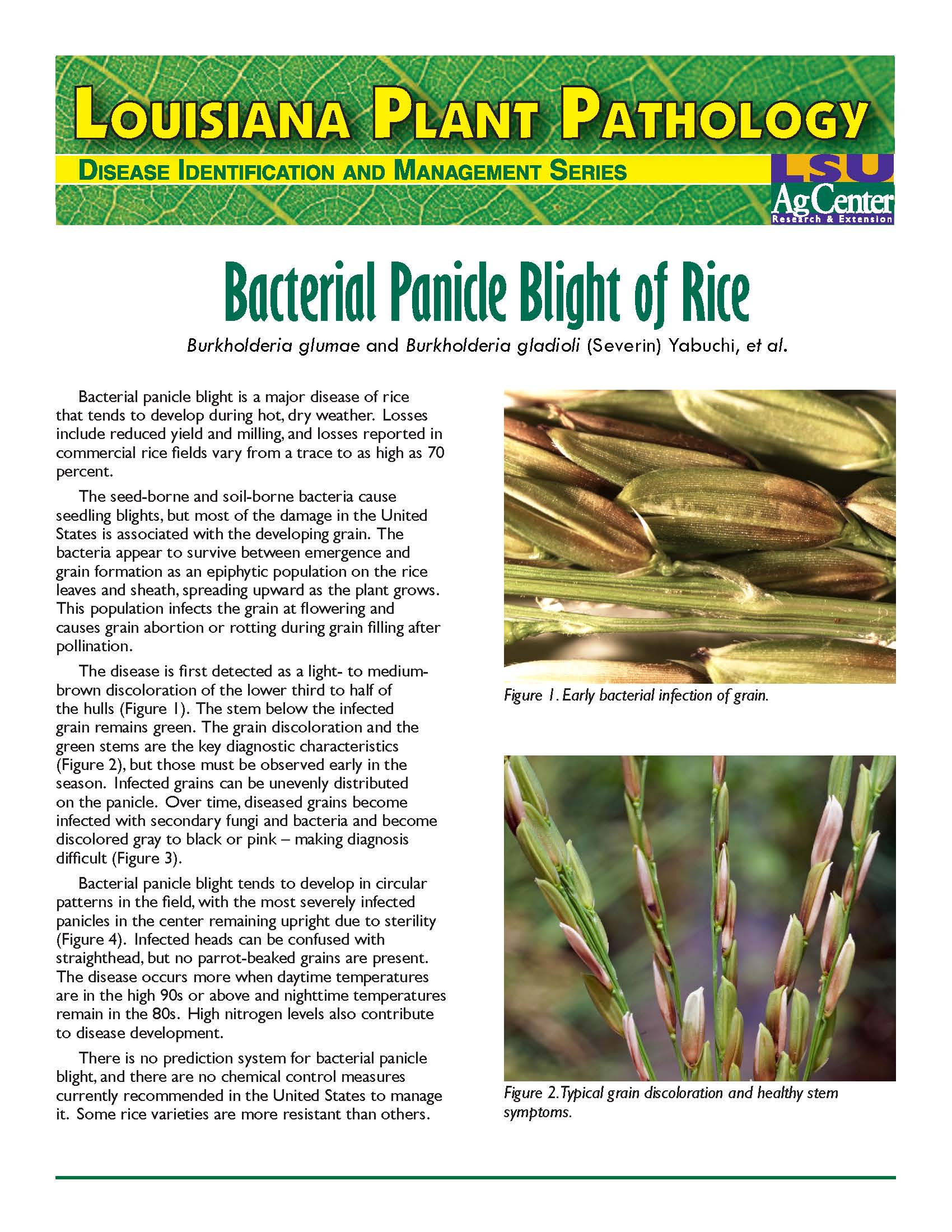 Bacterial Panicle Blight