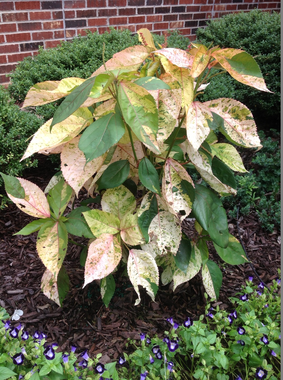 Copper Plant – Ornamental Plant of the Week for May 25, 2015
